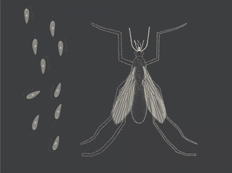 Габробракон энтомофаг