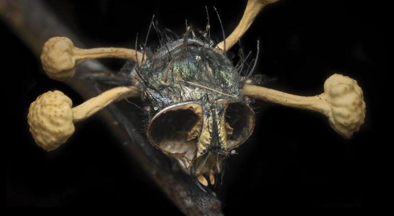 Временный паразитизм