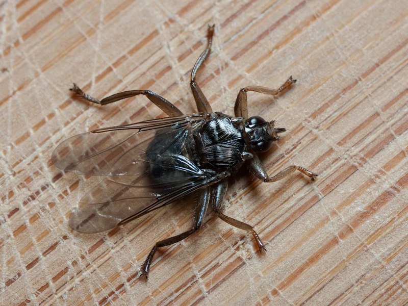 Муха ЦЕЦЕ Glossina Palpalis