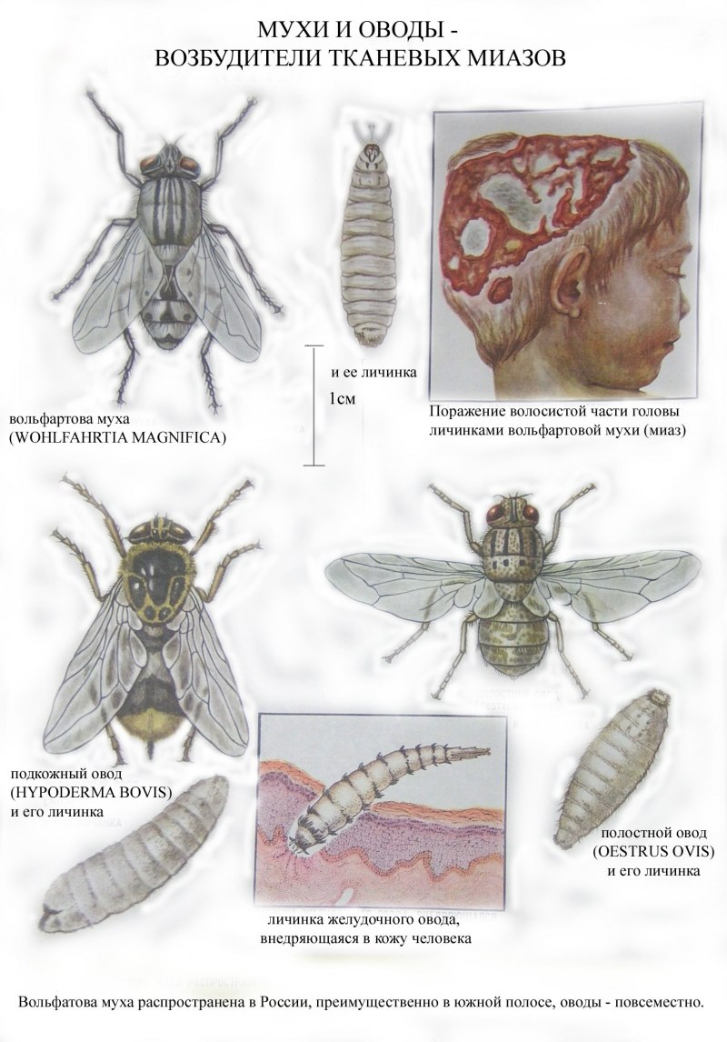 Москит Phlebotomus