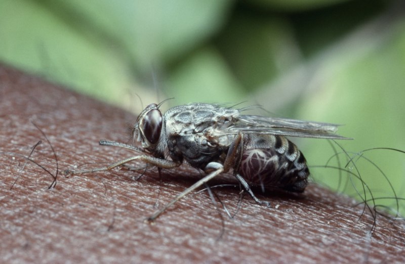 Овод Шершень слепень