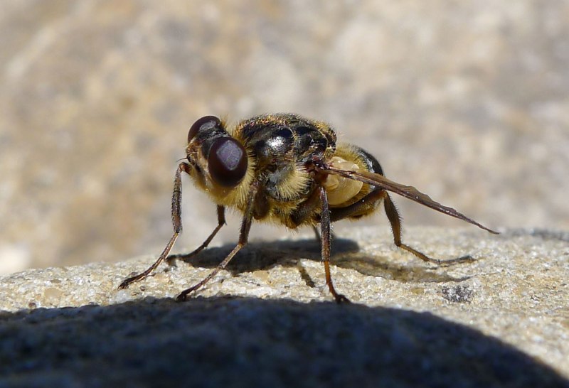 Овод насекомое личинка