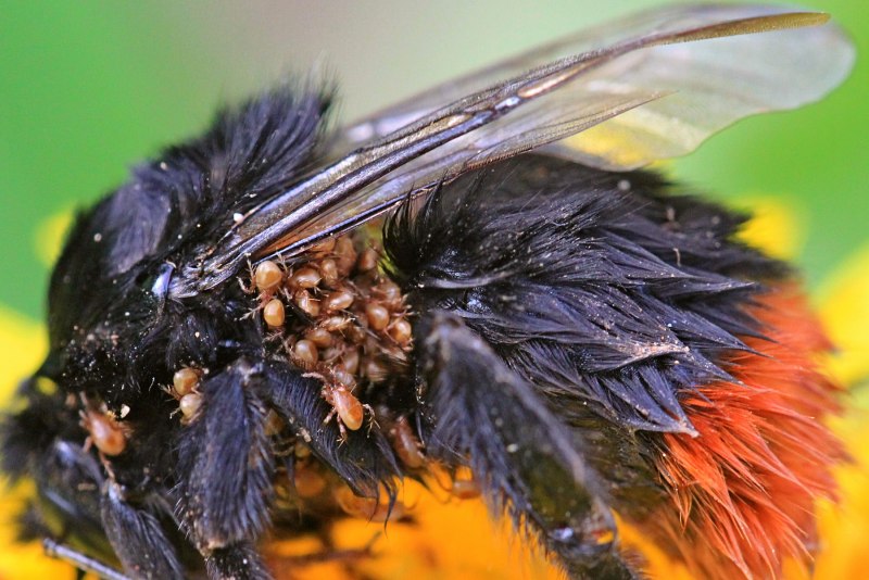 Личинкой мухи Cordylobia Anthropophaga