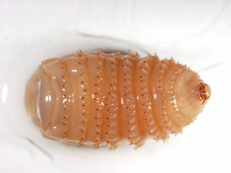 Фокус с мухой