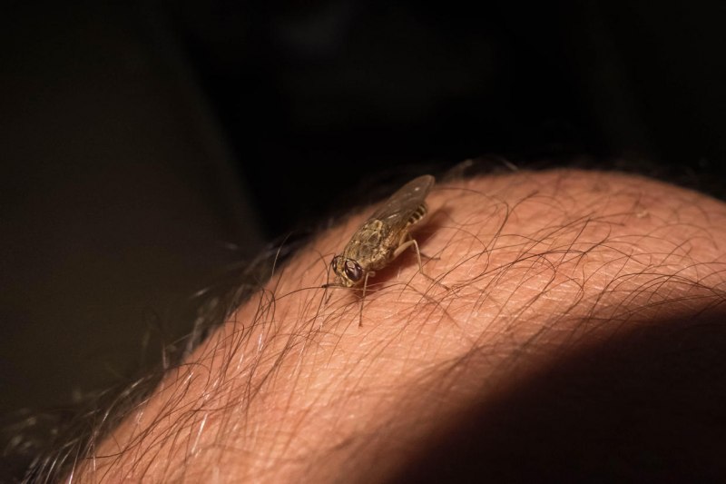 Кровососки летучих мышей