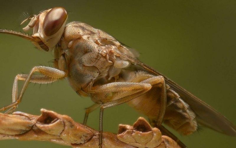 Личинка подкожного овода строение