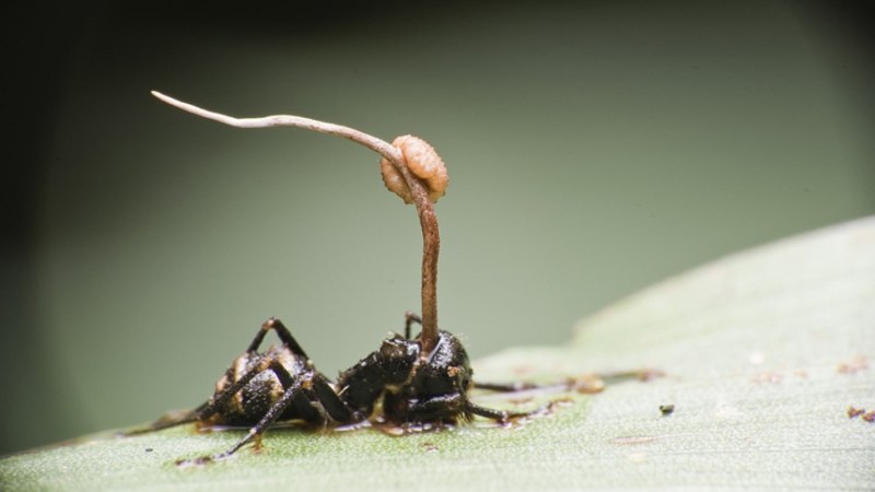Грибы паразиты насекомых кордицепс