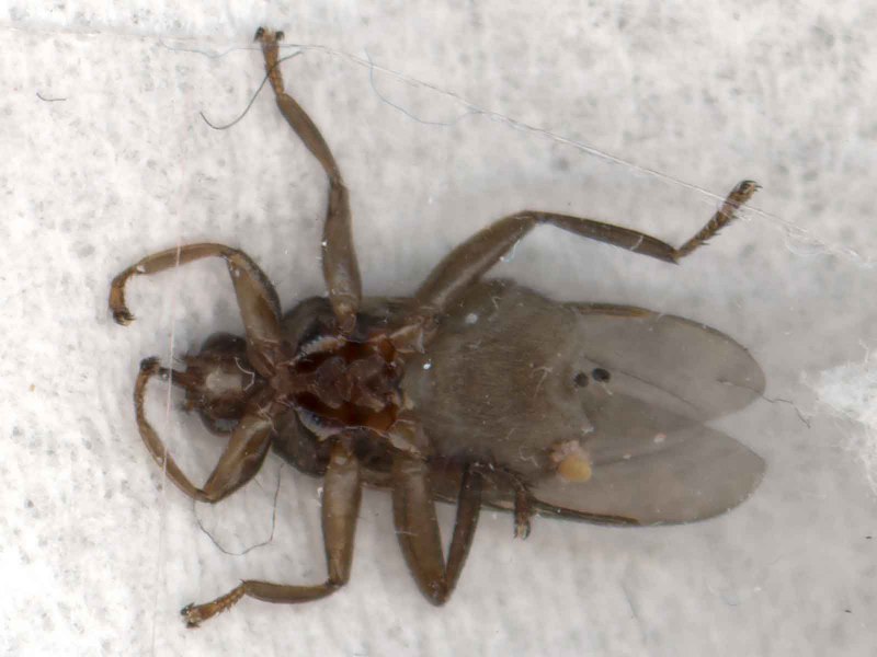 Кордицепс муравей зомби