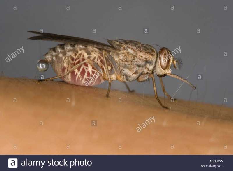 Личинки мух пчеловидок