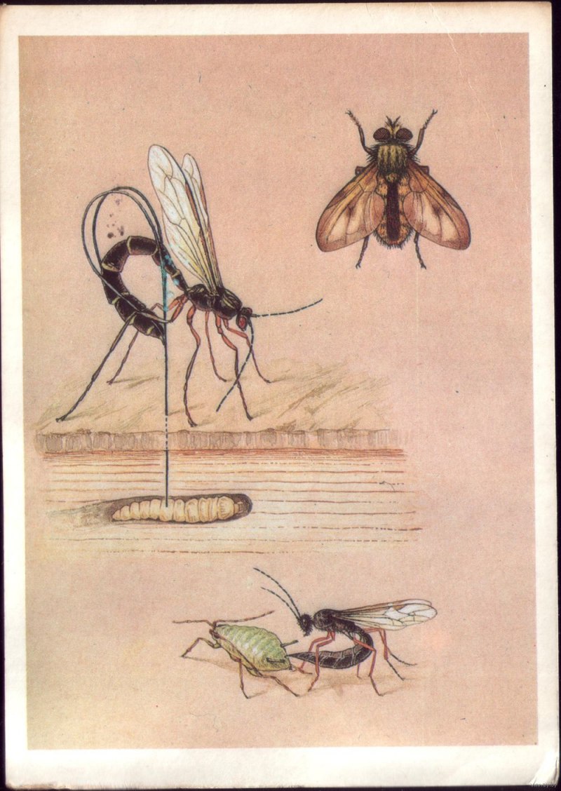 Грибы паразиты членистоногих