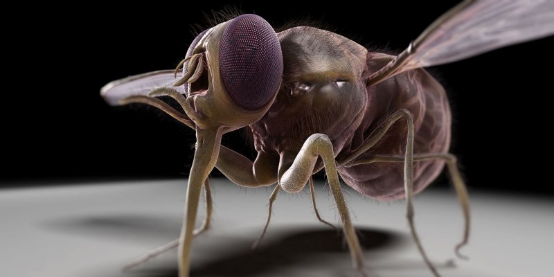 Микромир насекомые под микроскопом