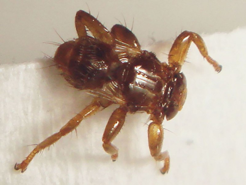 Entomophthora muscae