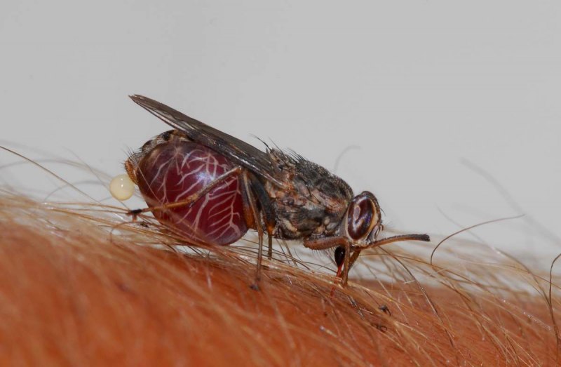 Саламандры Юрский период