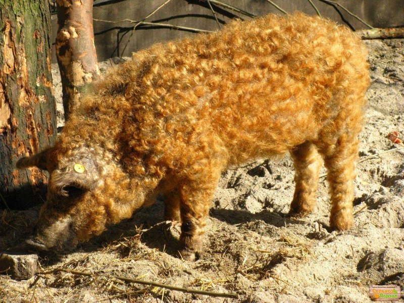 Свинья мангалица венгерская пуховая
