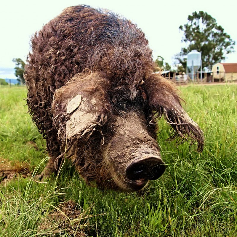 Мангалица порода свиней