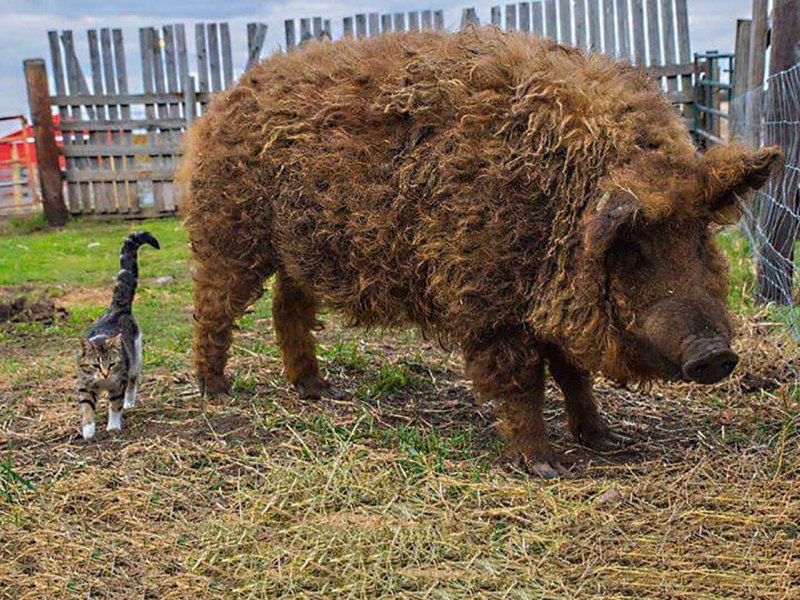 Венгерская мангалица