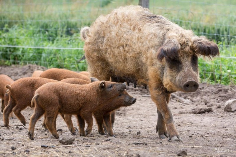 Свинья мангалица венгерская пуховая