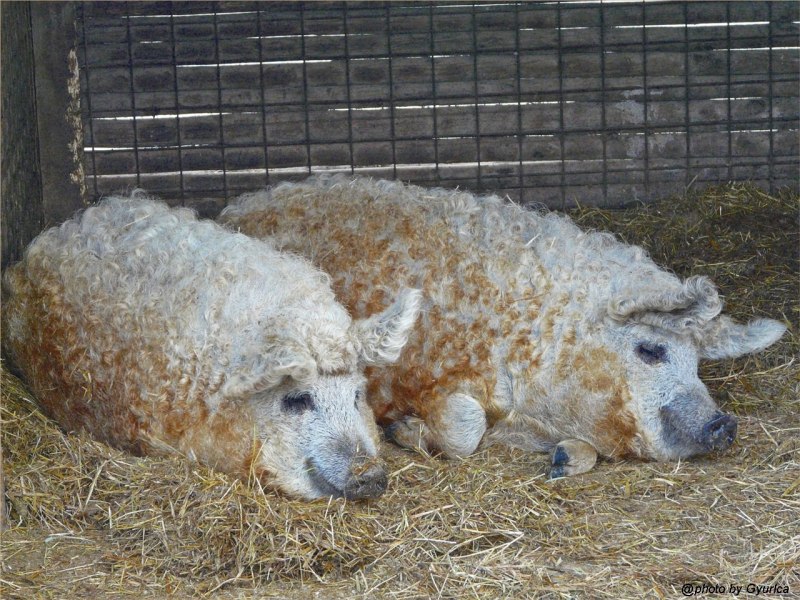 Мангалица порода свиней