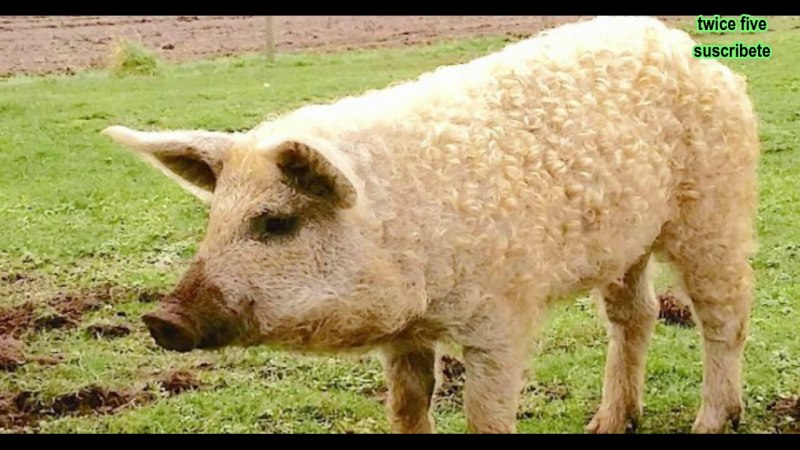 Венгерская пуховая мангалица