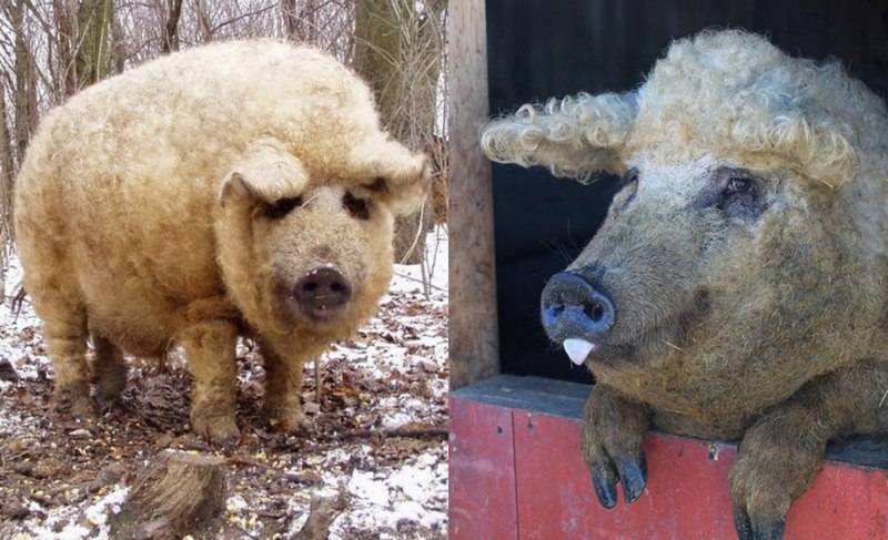 Венгерская свинья мангалица