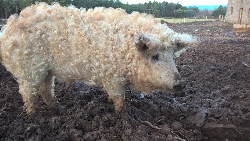Кудрявые свиньи мангалица