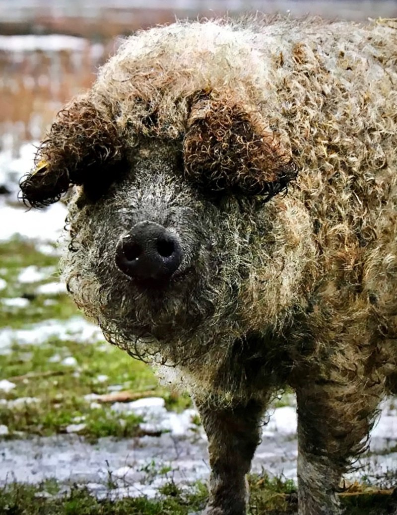 Венгерская пуховая мангалица