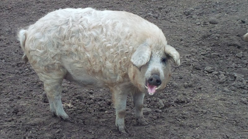 Морская Свинка тзксель