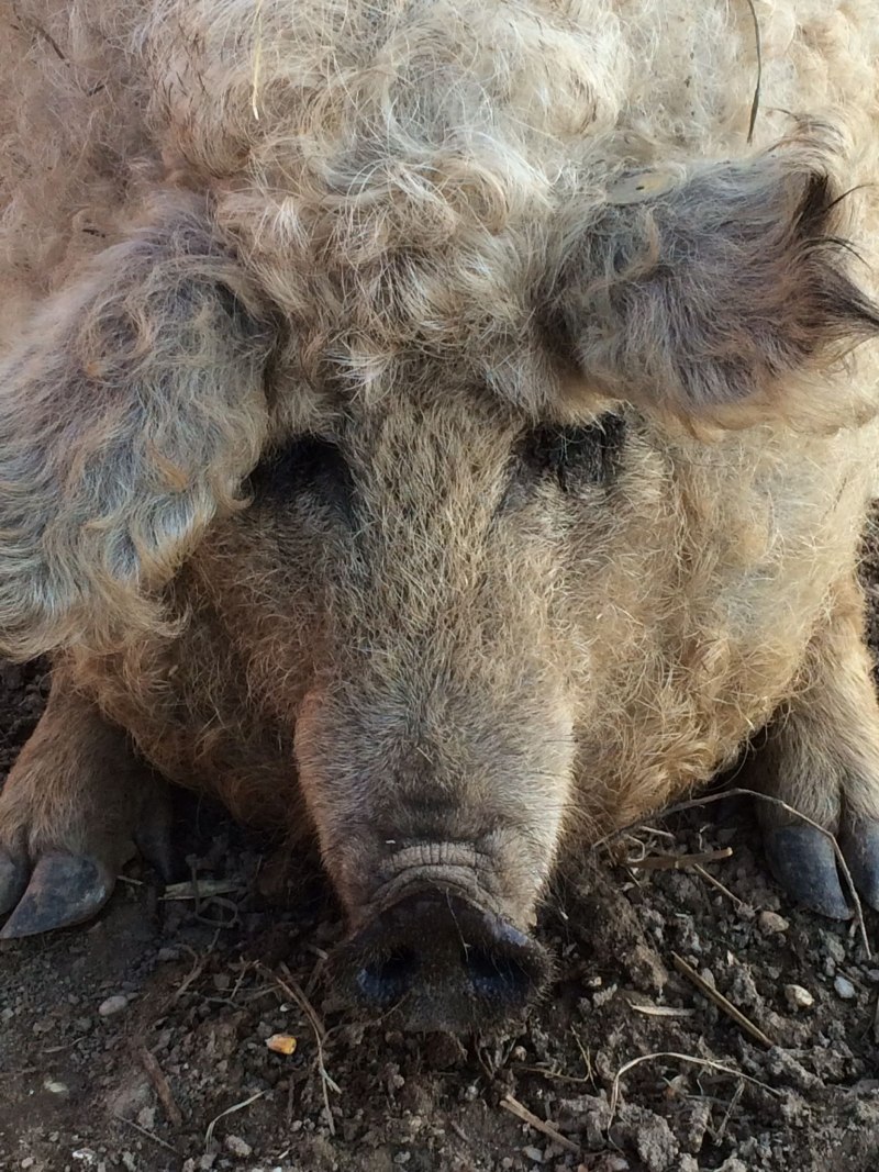 Венгерская пуховая мангалица