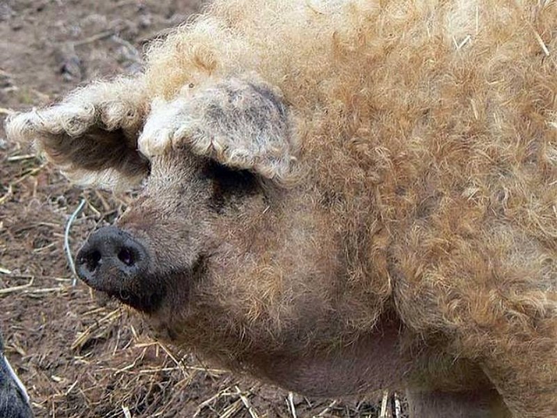 Венгерская мангалица