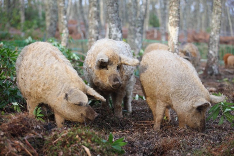 Венгерская свинья мангалица