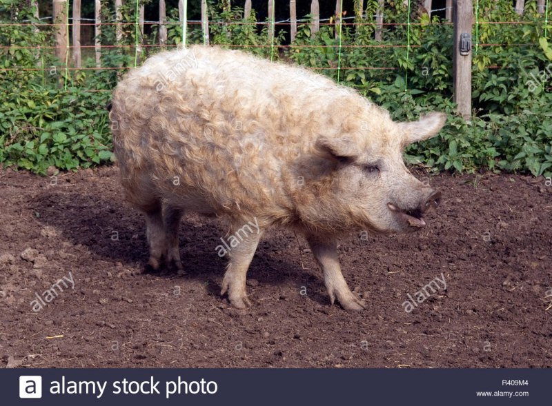 Венгерская пуховая мангалица