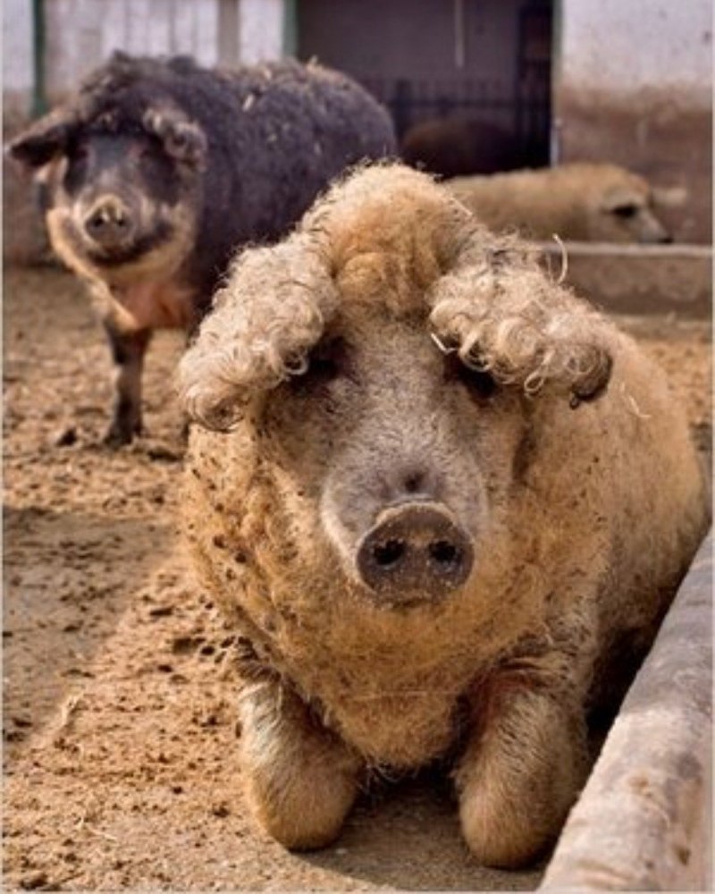 Венгерская мангалица