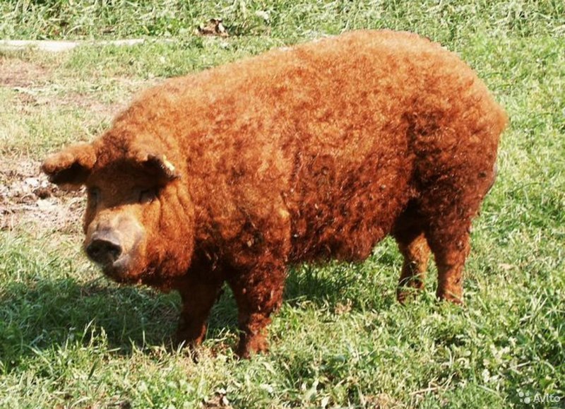 Венгерская пуховая мангалица