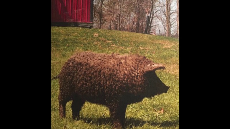 Порода венгерская мангалица