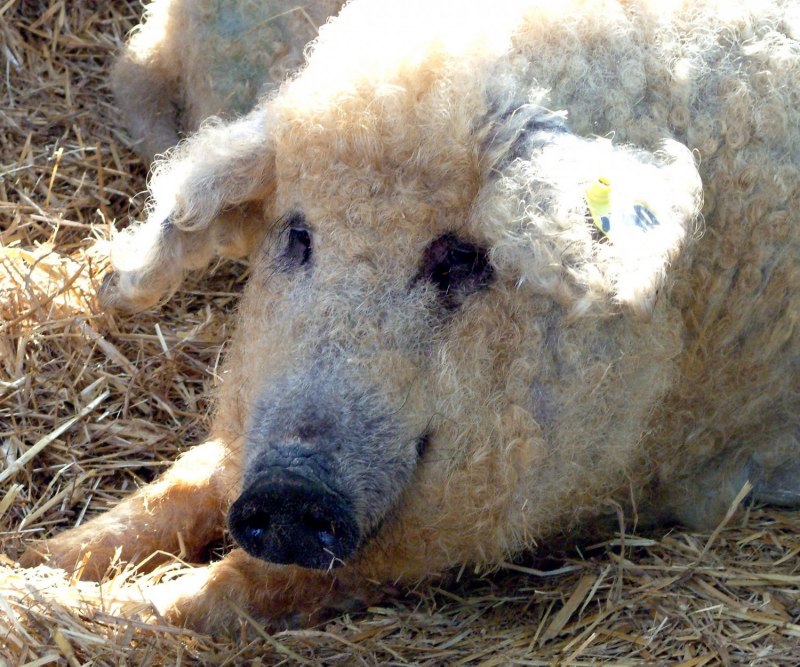 Кудрявые свиньи мангалица