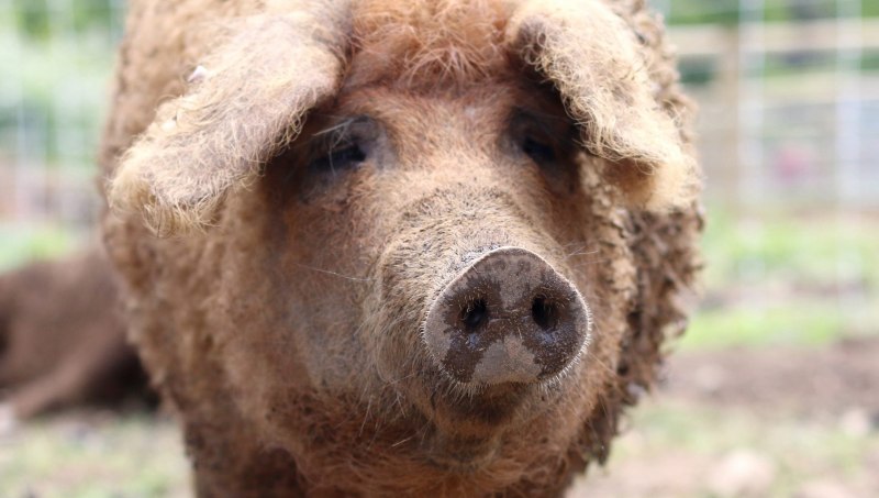 Венгерская мангалица