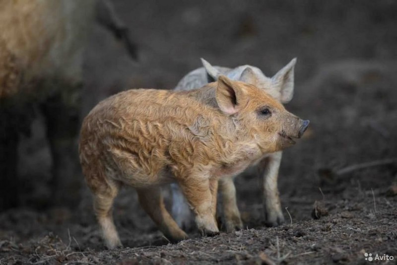 Венгерская мангалица