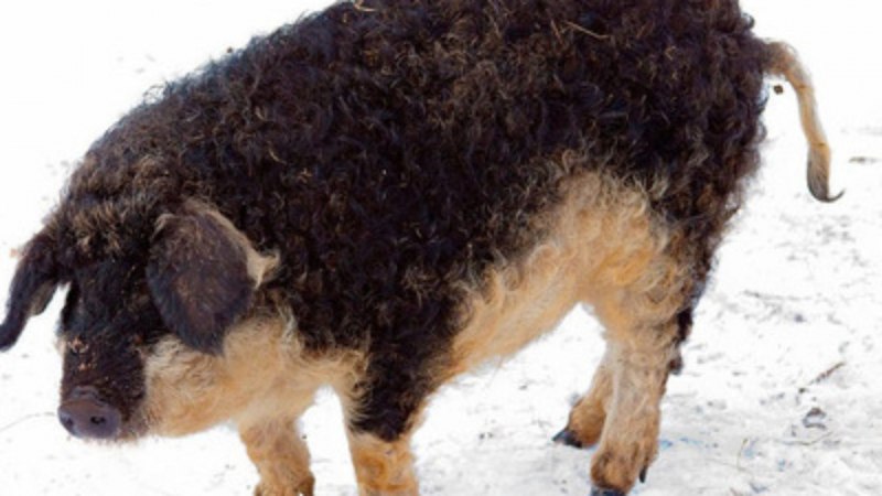 Порода венгерская мангалица