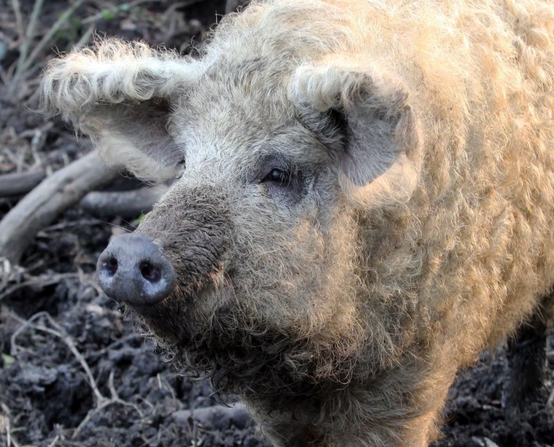Порода венгерская мангалица