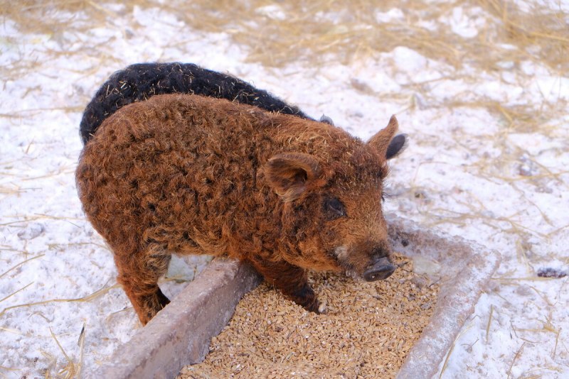 Порода венгерская мангалица