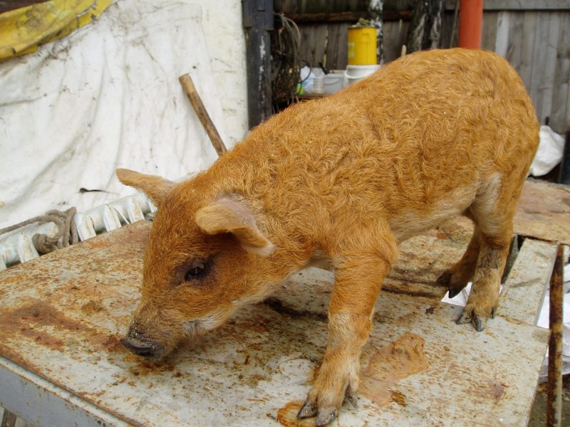 Свинки сельскохозяйственная