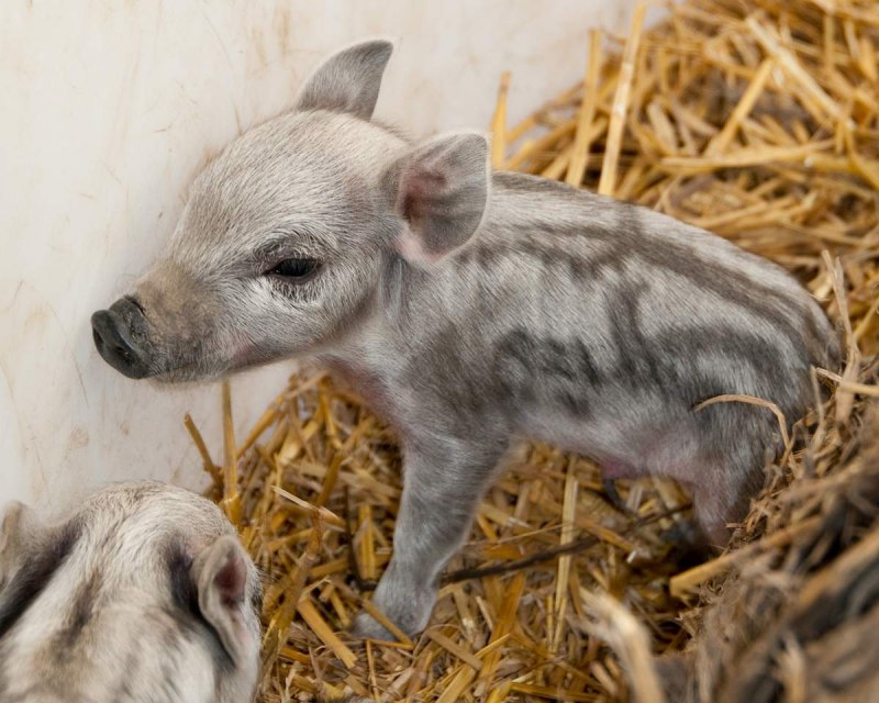 Черный кудрявый поросенок