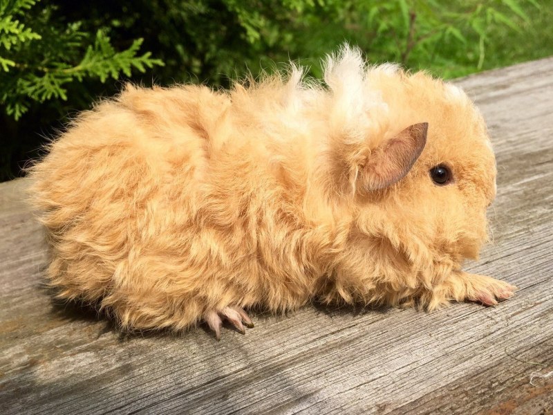 Свинья с длинной кучерявой шерстью