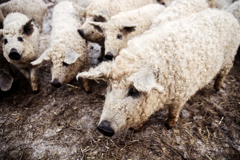 Венгерская мангалица черная