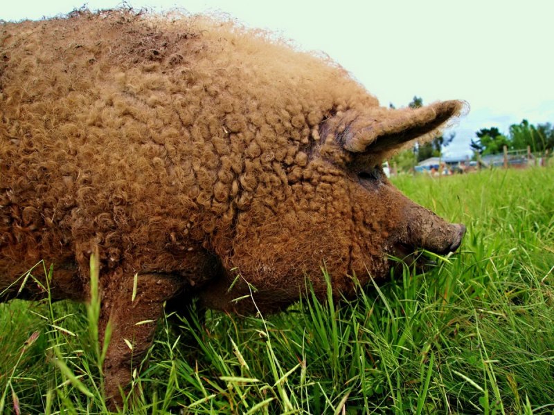 Венгерская мангалица