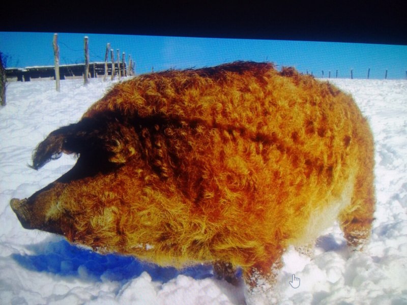 Порода кудрявых поросят