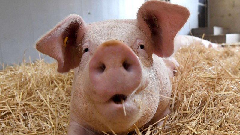 Порода поросят венгерская мангалица