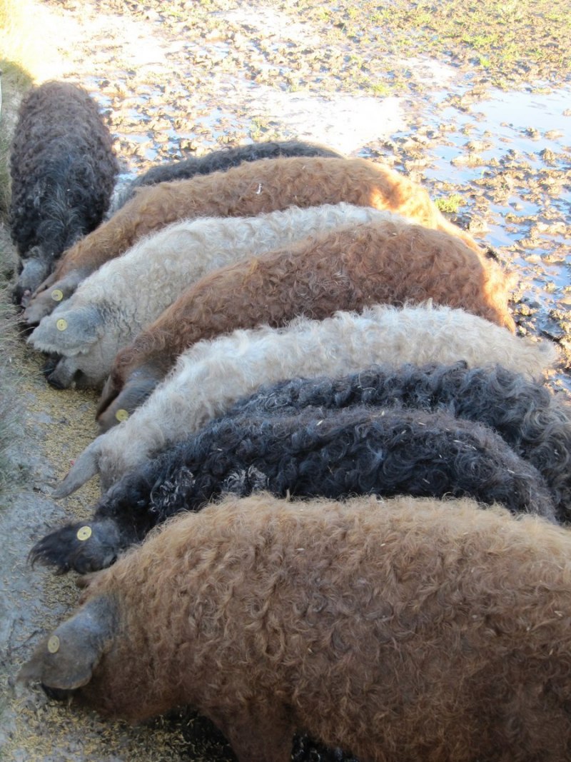 Свинья мангалица