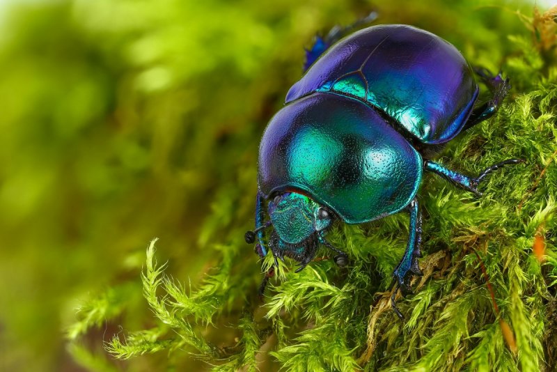 Жук навозник зеленый