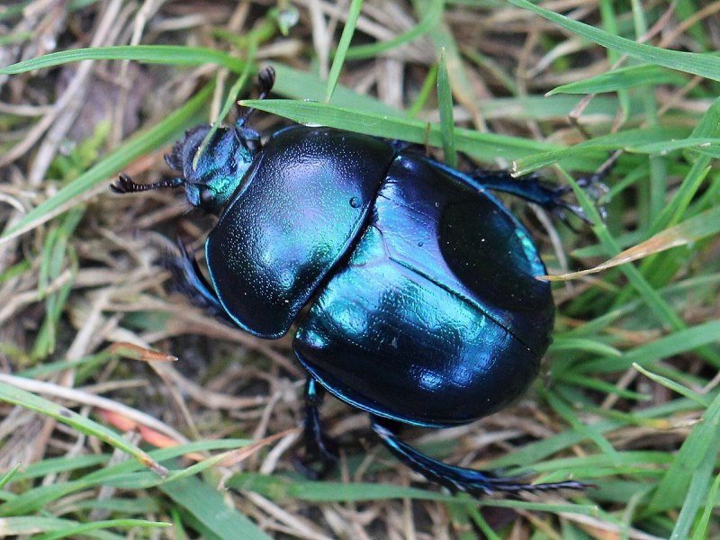 Жук скарабей